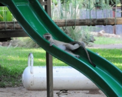 Maramba River Lodge, Livingstone