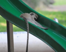 Maramba River Lodge, Livingstone