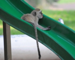 Maramba River Lodge, Livingstone