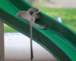 Maramba River Lodge, Livingstone