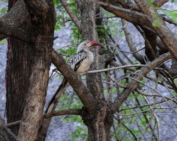 Maramba River Lodge, Livingstone