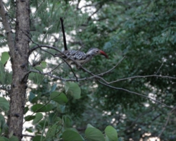 Maramba River Lodge, Livingstone