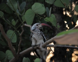 Maramba River Lodge, Livingstone