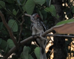 Maramba River Lodge, Livingstone
