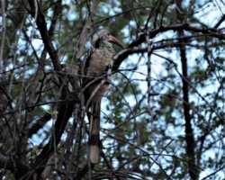Maramba River Lodge, Livingstone