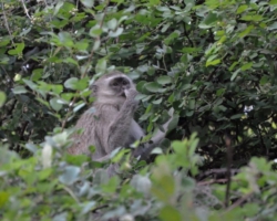 Maramba River Lodge, Livingstone