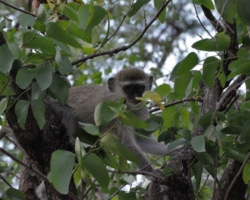 Maramba River Lodge, Livingstone
