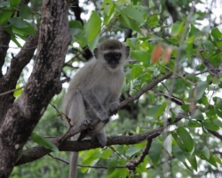 Maramba River Lodge, Livingstone