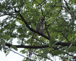 Maramba River Lodge, Livingstone
