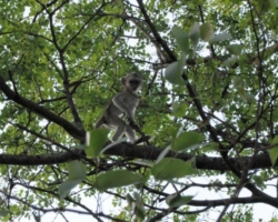 Maramba River Lodge, Livingstone