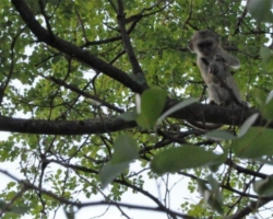 Maramba River Lodge, Livingstone