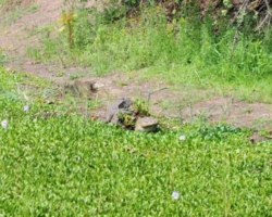 Maramba River Lodge, Livingstone