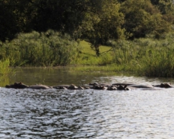 Zambezi, Livingstone