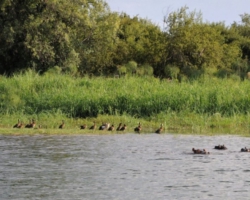 Zambezi, Livingstone