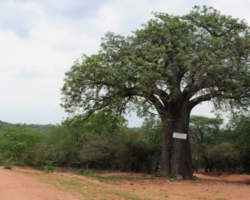 near Sandy Beach Lodge, Lake Kariba, Siavonga