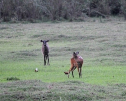 Sitatunga antelopes at Kasanka National Park, Pontoon 3 camp