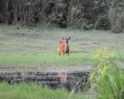Sitatunga antelopes at Kasanka National Park, Pontoon 3 camp