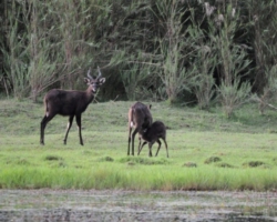 Sitatunga antelopes at Kasanka National Park, Pontoon 3 camp