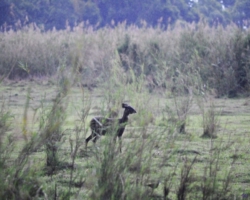 Sitatunga antelopes at Kasanka National Park, Pontoon 3 camp