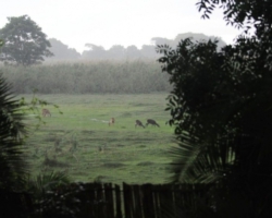 Sitatunga antelopes at Kasanka National Park, Pontoon 3 camp