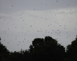 bat migration, Kasanka National Park