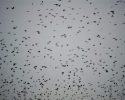 bat migration, Kasanka National Park