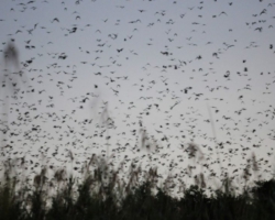 bat migration, Kasanka National Park