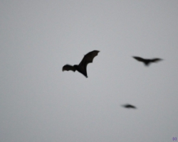 bat migration, Kasanka National Park