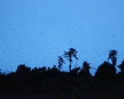 bat migration at Kasanka National Park
