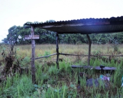bat migration, Kasanka National Park