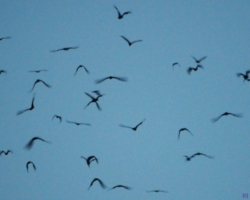 bat migration, Kasanka National Park