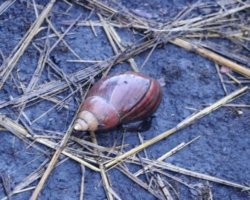 Kasanka National Park