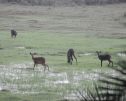 Sitatunga antelopes, Kasanka National Park, Pontoon 3 camp