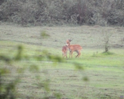Sitatunga antelopes, Kasanka National Park, Pontoon 3 camp