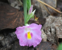 spring at Kasanka National Park, Pontoon 3 camp