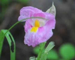 spring at Kasanka National Park, Pontoon 3 camp