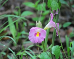 spring at Kasanka National Park, Pontoon 3 camp
