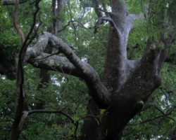 Kasanka National Park, Pontoon 3 camp