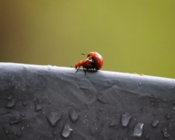 spring at Kasanka National Park, Pontoon 3 camp