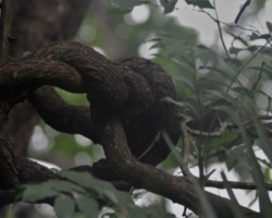 Kasanka National Park, Pontoon 3 camp