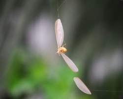 Kasanka National Park, Pontoon 3 camp