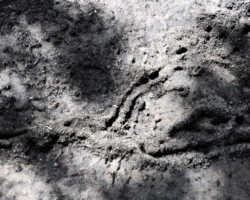 ants at Kasanka National Park, Pontoon 3 camp