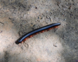 milliped at Kasanka National Park, Pontoon 3 camp