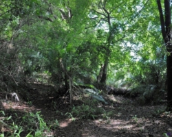 Kasanka National Park, Pontoon 3 camp