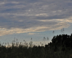 bat migration at Kasanka National Park