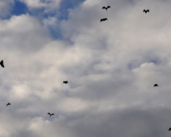 bat migration at Kasanka National Park