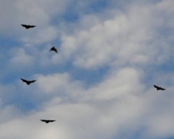 bat migration at Kasanka National Park