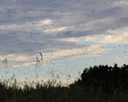 bat migration at Kasanka National Park
