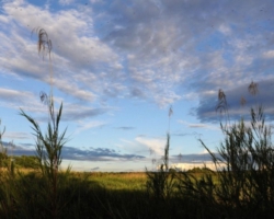 bat migration at Kasanka National Park