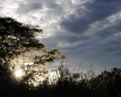 bat migration at Kasanka National Park
